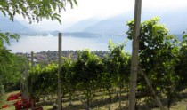 La vigna con vista Lago