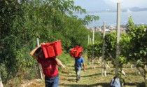 The grapes are brought to the wine cellar